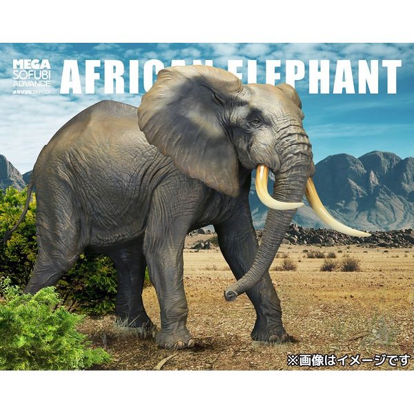 【初期カラー】アフリカゾウ ビッグフィギュア ◆ メガソフビアドバンス フィギュア: メガソフビアドバンス MSA-007 アフリカゾウ 【2016