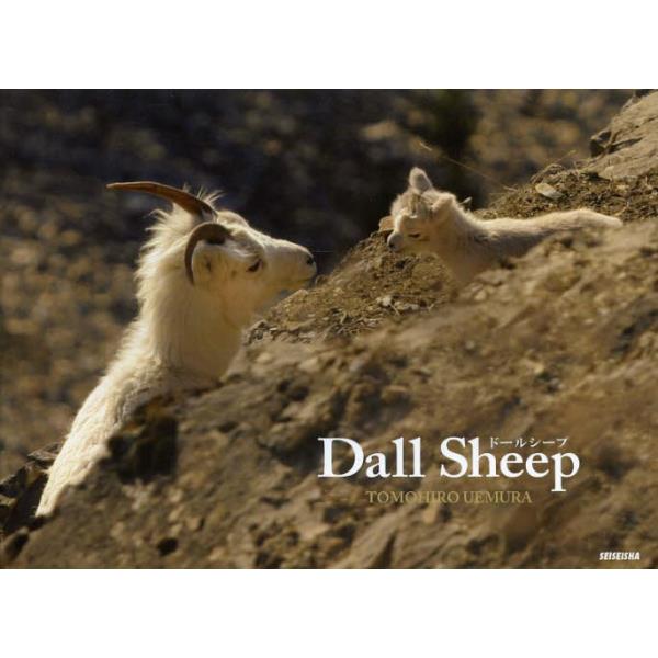 Dall@Sheep